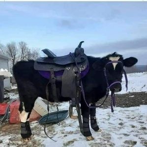 Meet your Posher, Corey